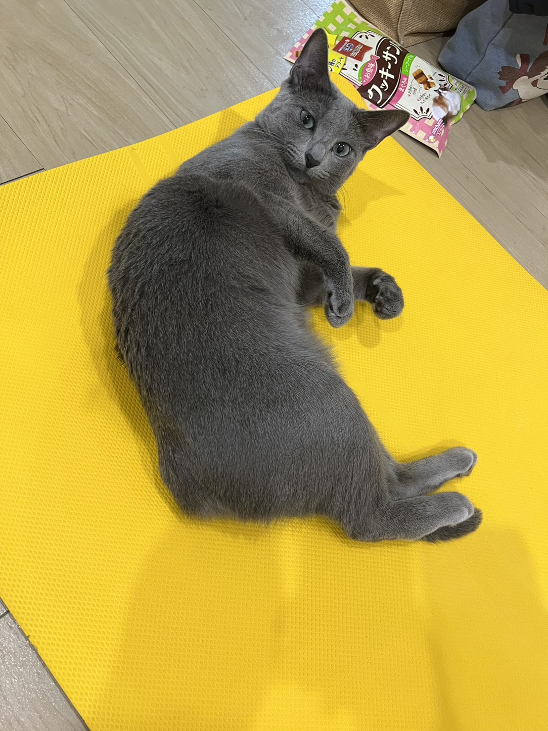 瑜珈教室裡的俄羅斯藍貓Angel