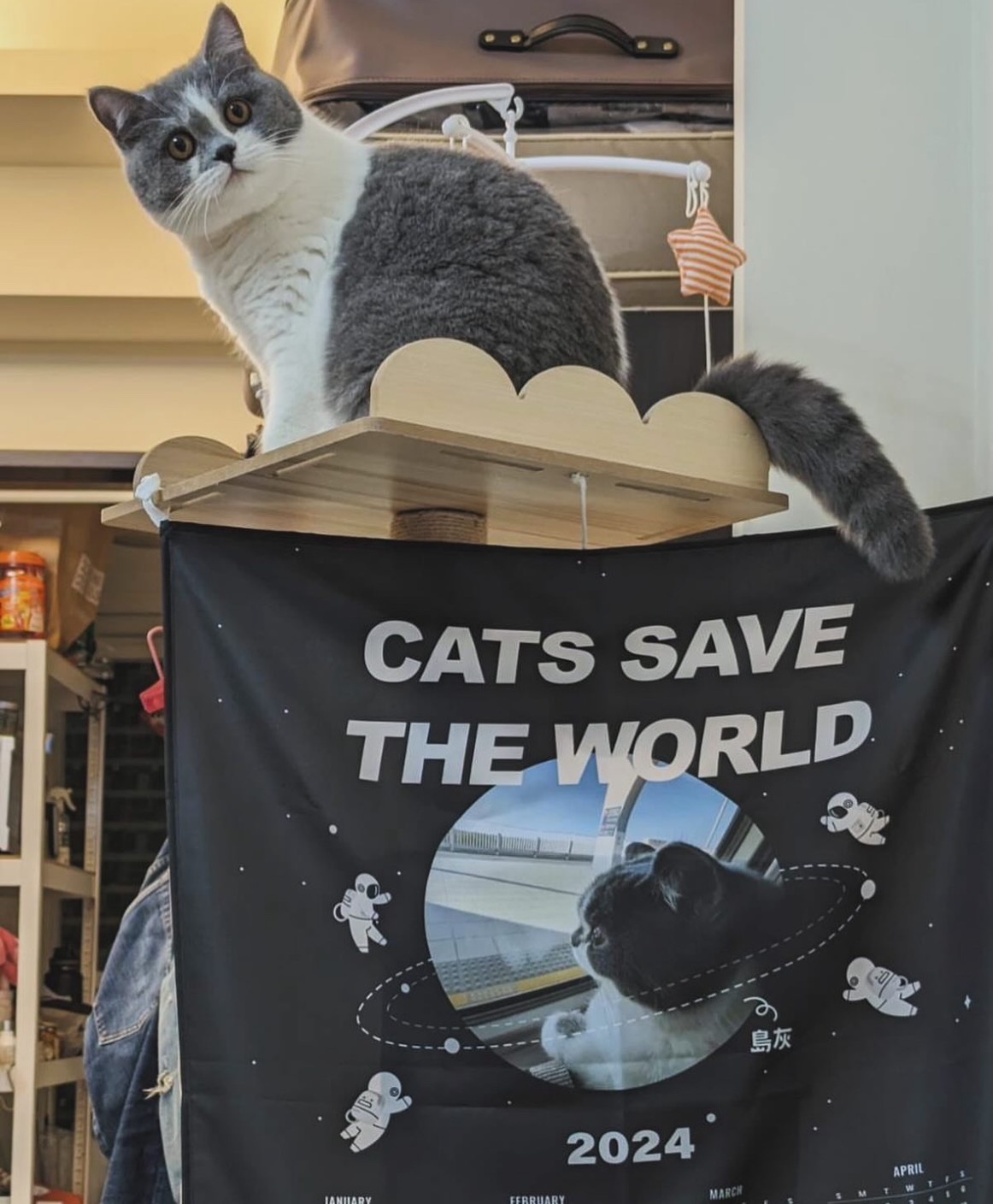 貓咪坐在貓跳台上，背景掛著寫有 CATS SAVE THE WORLD 的黑色布旗，圖中貓與布旗主角為同一隻，2024