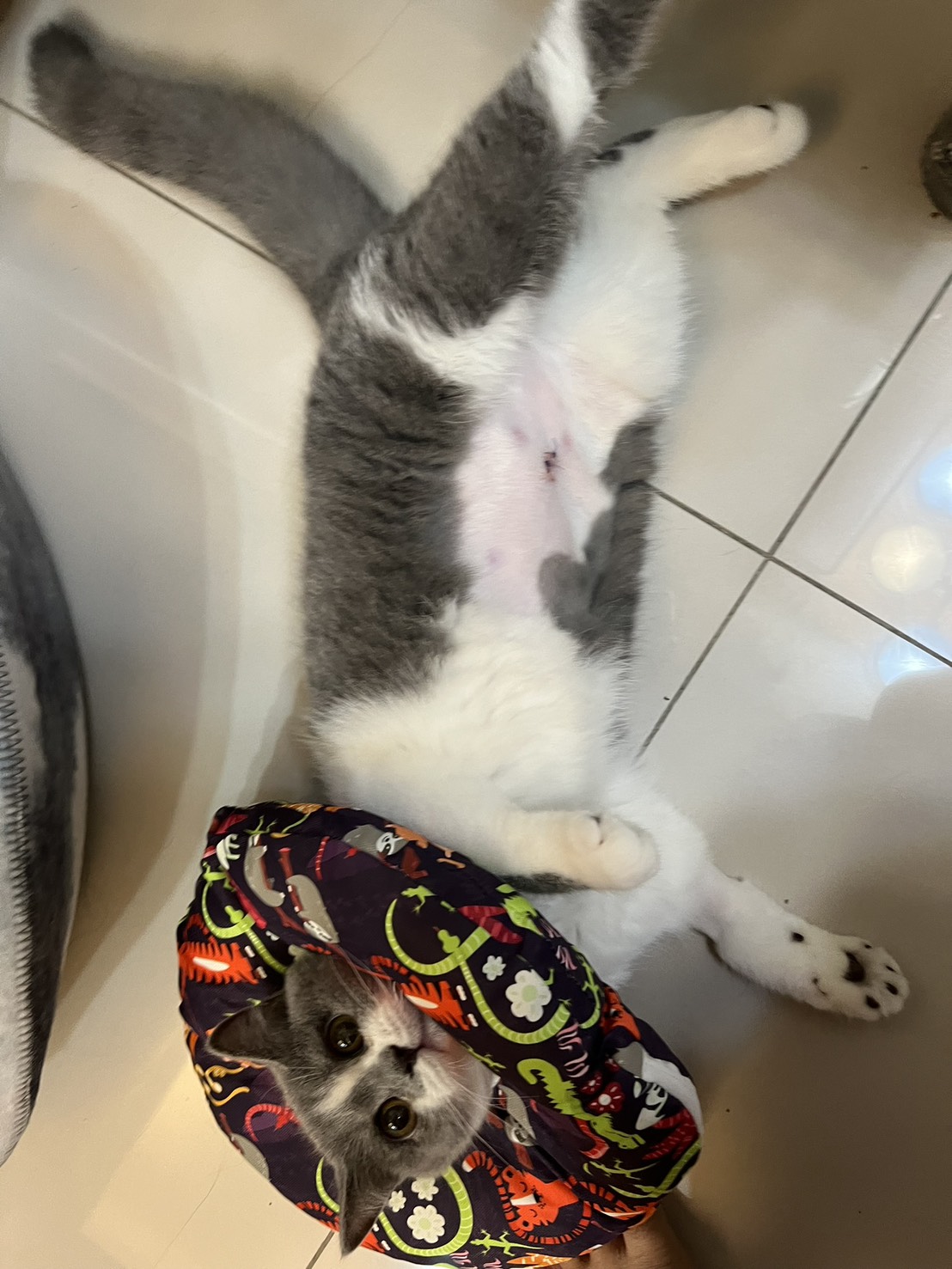 小貓迪結紮,帶著醜醜的伊莉莎白圈