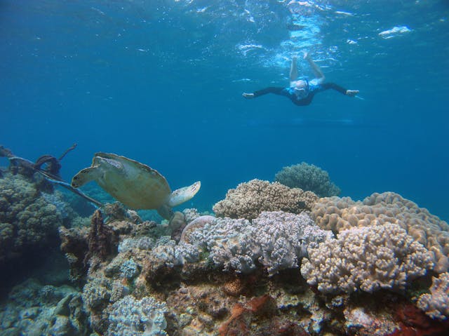一隻海龜在清澈的海水中悠游，象徵自由與堅定。