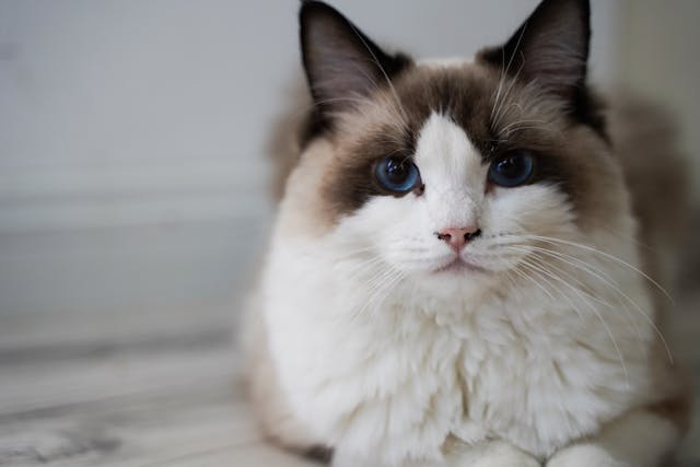一隻藍眼睛的布偶貓（Ragdoll cat）趴在室內地板上，直視鏡頭。