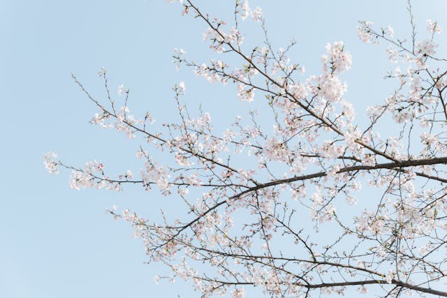 藍天下盛開的櫻花樹枝,呈現明亮柔和的春日景色。